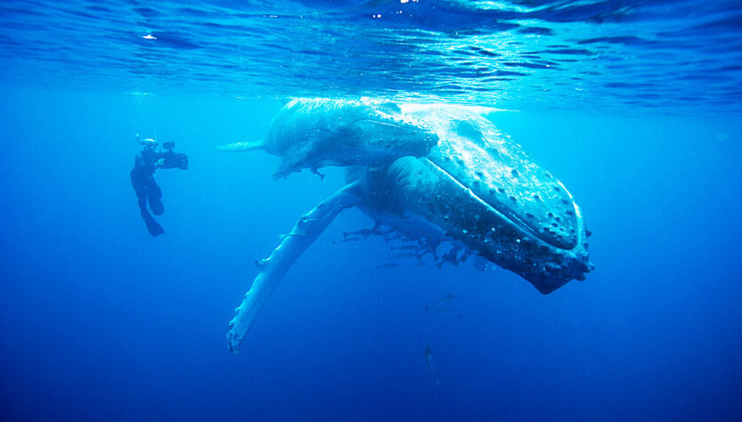 Doug Allan films Humpback Whale
