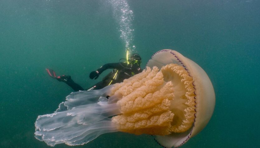 Jellyfish