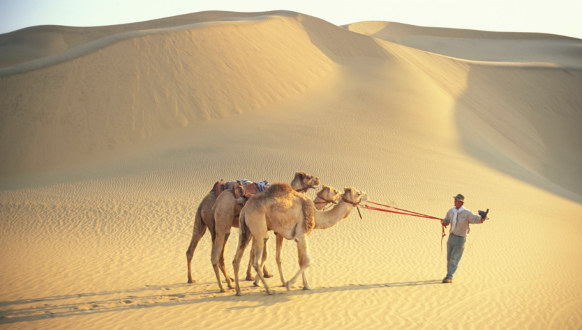 Camel