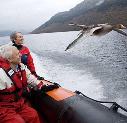 Boat bird