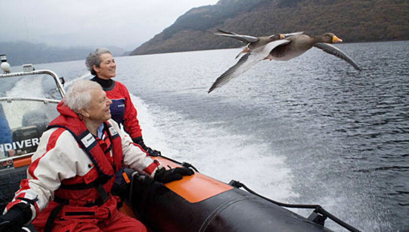 Boat bird