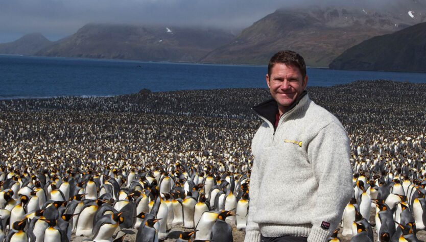 penguins