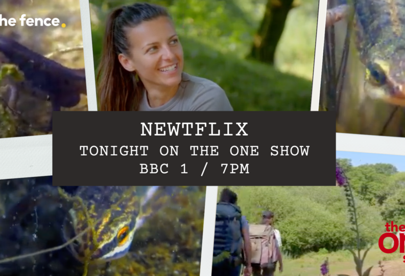 Lizzie Daly explores newts