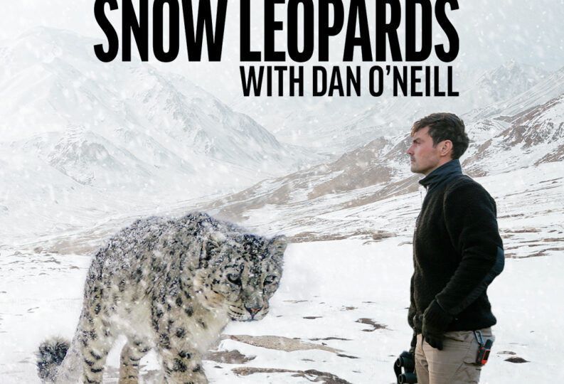 Snow Leopards with Dan O’Neill