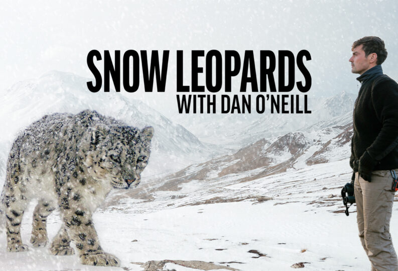 Snow Leopards with Dan O’Neill